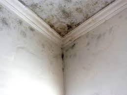 Best Emergency Mold Remediation in Lindsay, OK